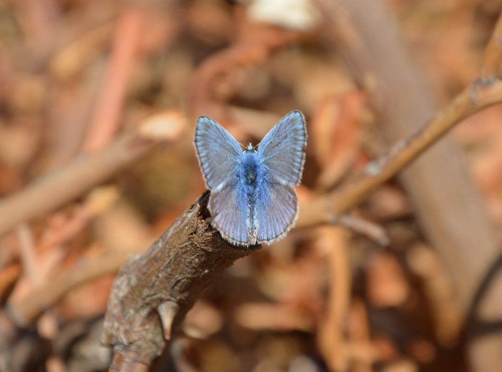 Polyommatus (Lysandra) bellargus